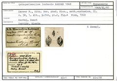 Karteikarte zum Syntyp von Quinqueloculina lachesis Karrer, 1868